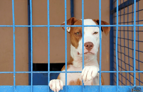 “Yasaklı” Cins Köpeklerin Saldırısı Halinde Sorumluluk Kime Ait?